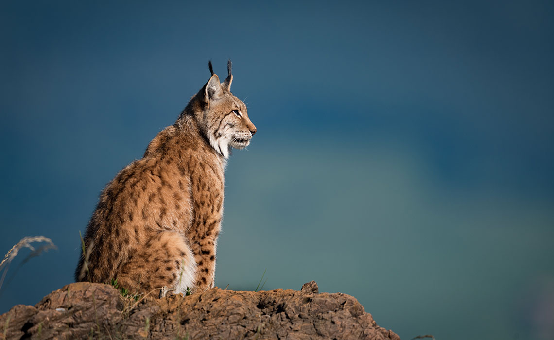 Informations plus précises - Lynx - Aventure en forêt - Notre
